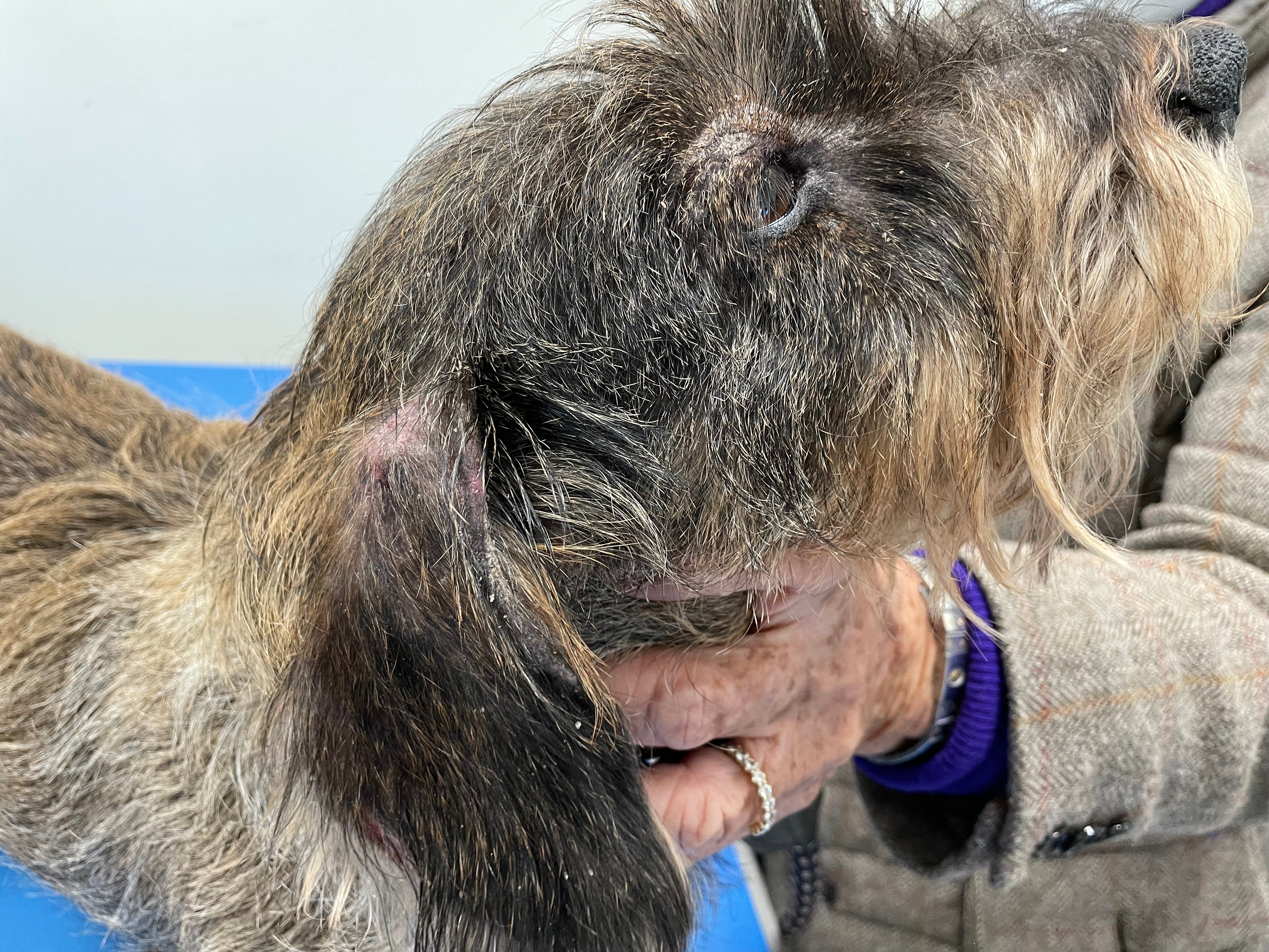 03-04.dogscabies.jpeg