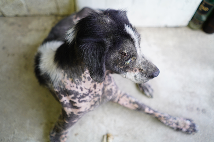 03-06-Dogs-skin-Dog-Ringworm-DOUXOS3.png