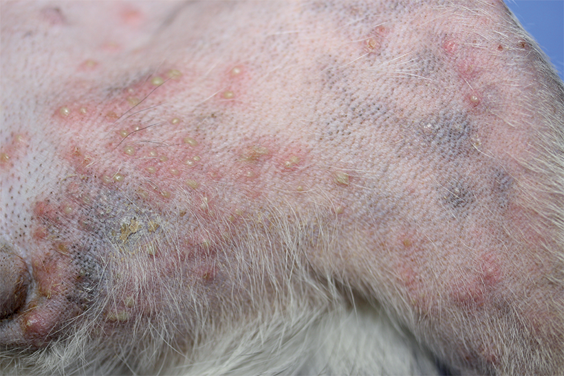 07-04-folliculitis-dog-MCCadiergues-DOUXOS3.png