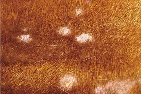 07-05-multihairloss.jpg