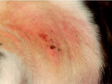 07-06-crust.jpg