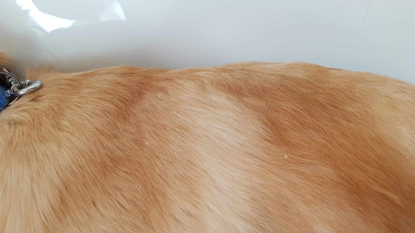 09-03-dohitchyosis.jpeg