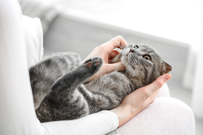 19-01-cats-skin-DOUXO.png