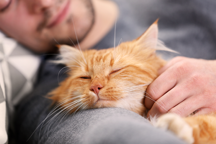 20-01-Cat-skin-common-problems-infections-irritation-DOUXOS3.png