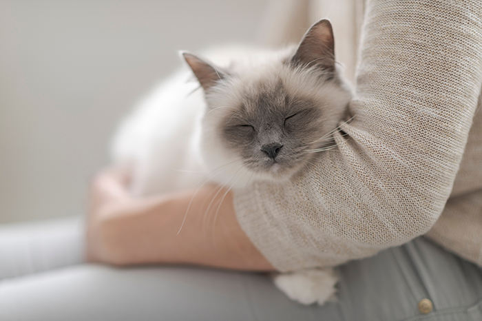 21-01-Cat-skin-allergies-DOUXOS3.png