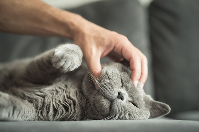 25-01-Cat-skin-itchy-scratching.png