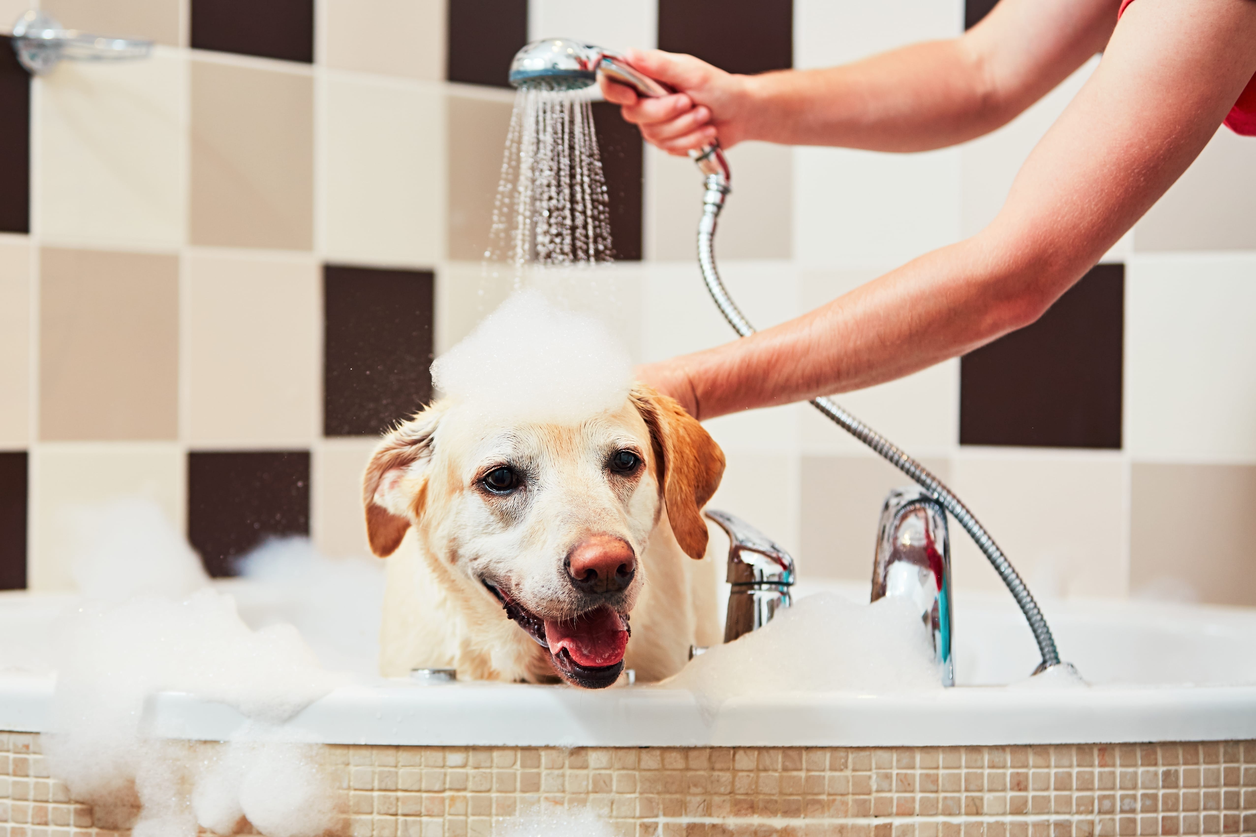 31-02-bath-dog-DOUXO.jpg