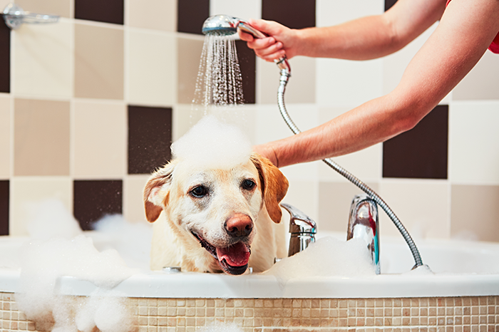 31-02-bath-dog-DOUXO.png
