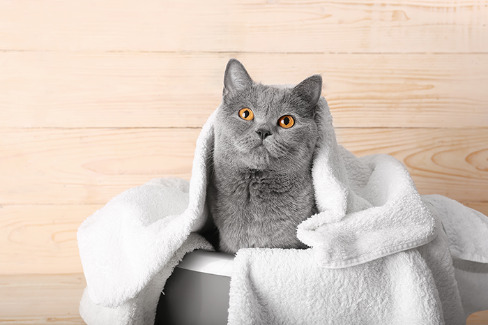 32-01-cat-bath-DOUXO.png