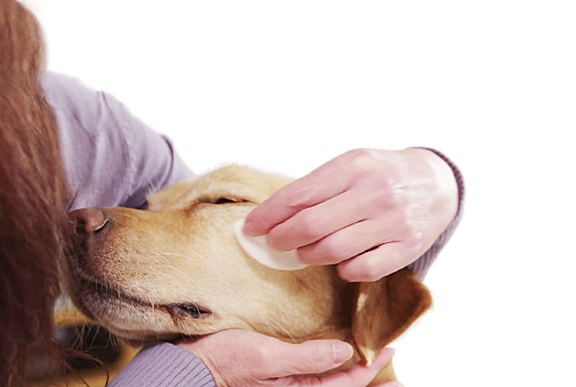 33-06-dog-ear-skin-care-DOUXOS3.png