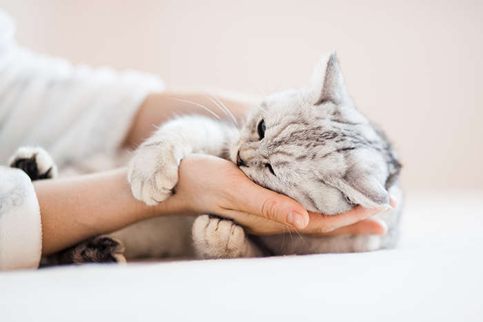 34-01-cat-bathless-solution-DOUXOS3.png