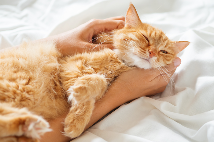 34-04-CAT-mousse-DOUXOS3.png