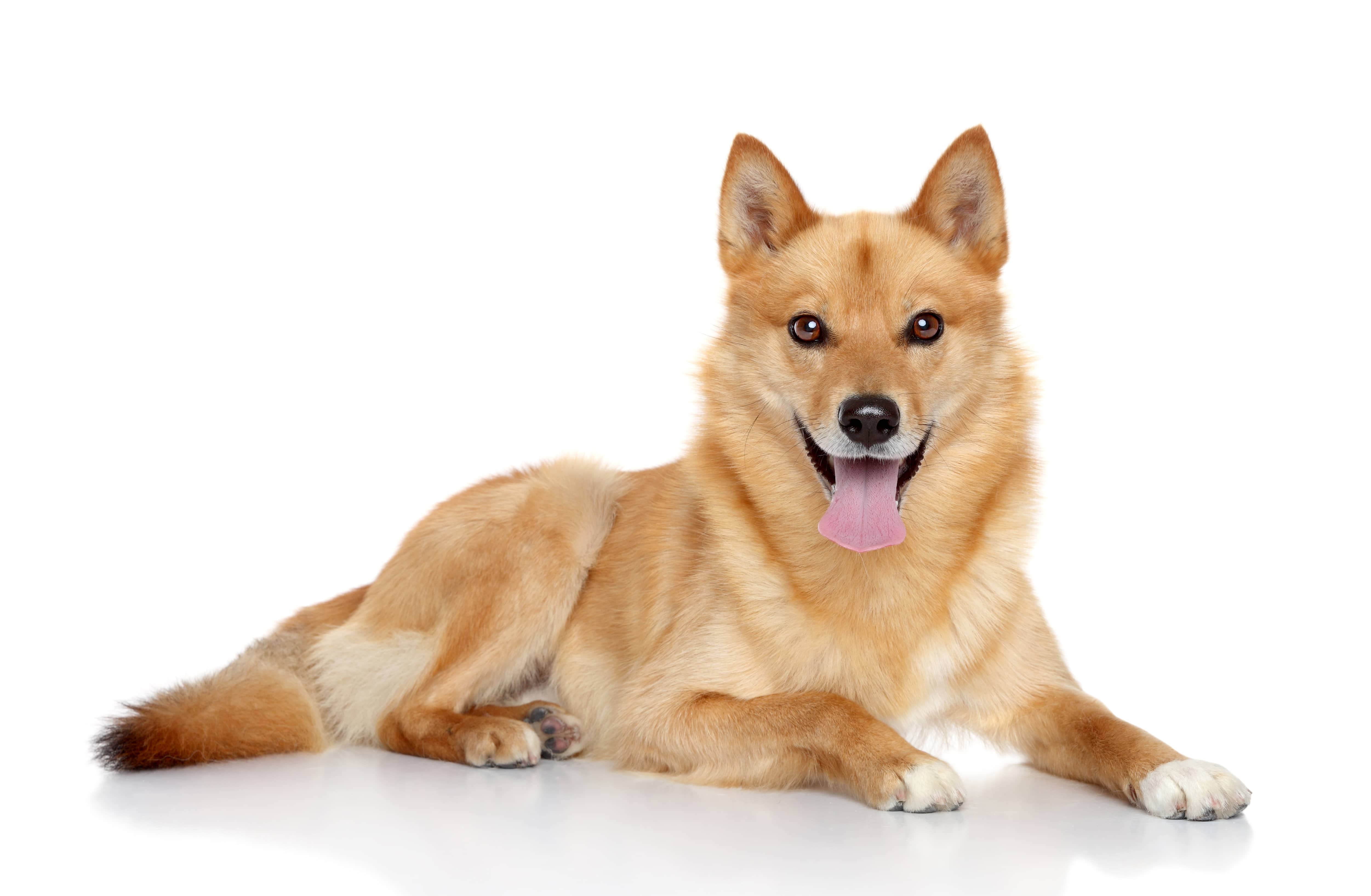 70-01-dog-min.jpg
