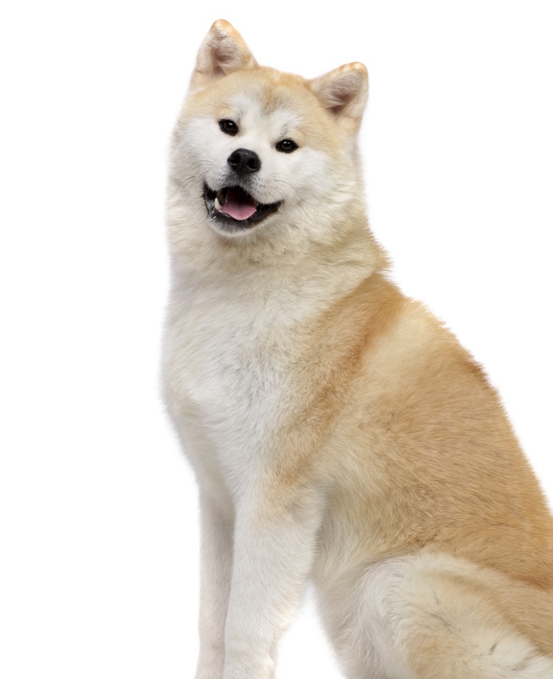 70-01-dog.png