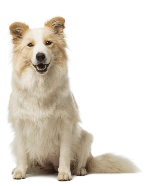 70-03-dog-min.png