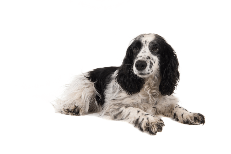 70-05-dog-min.png