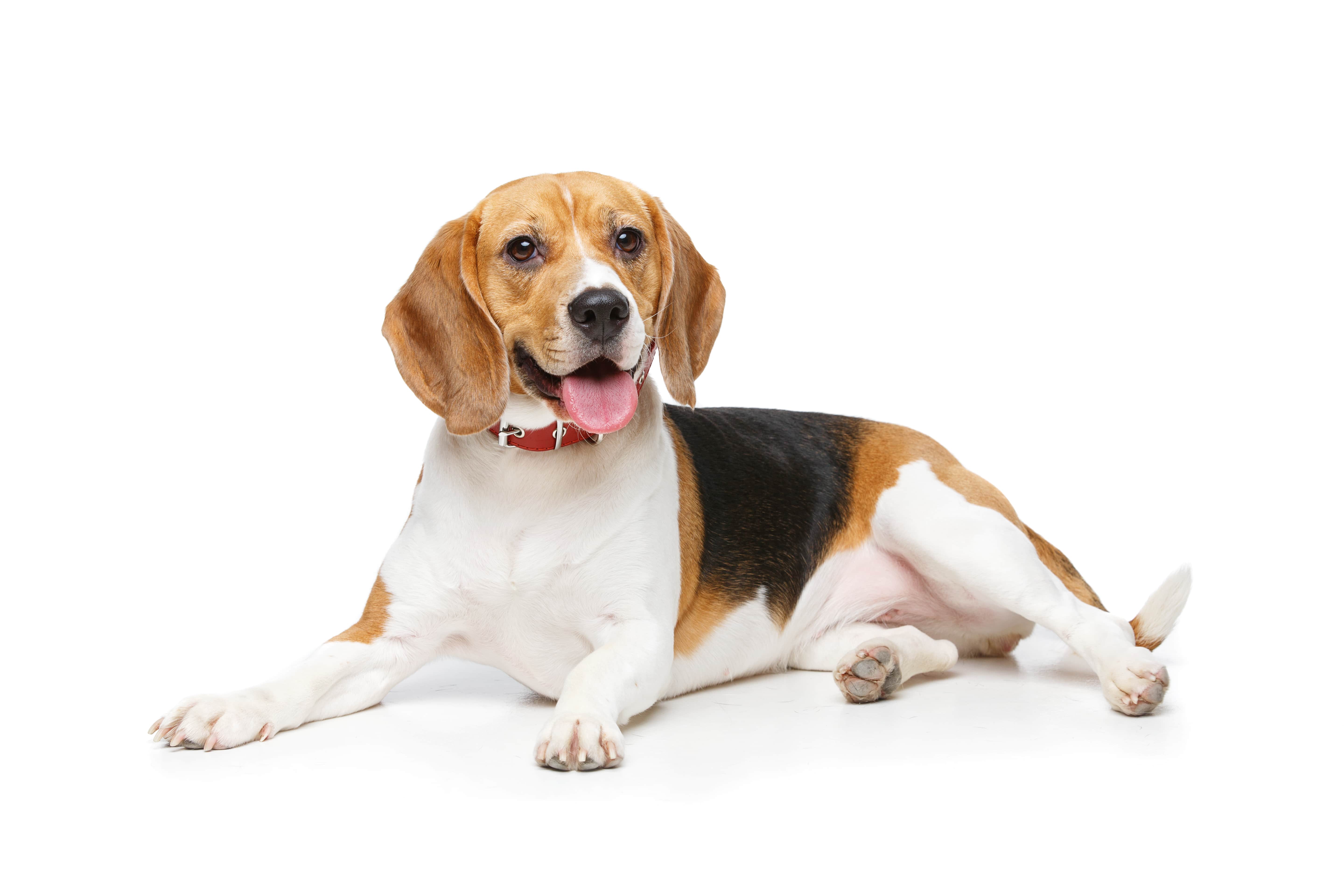 70-09-dog-min.jpg