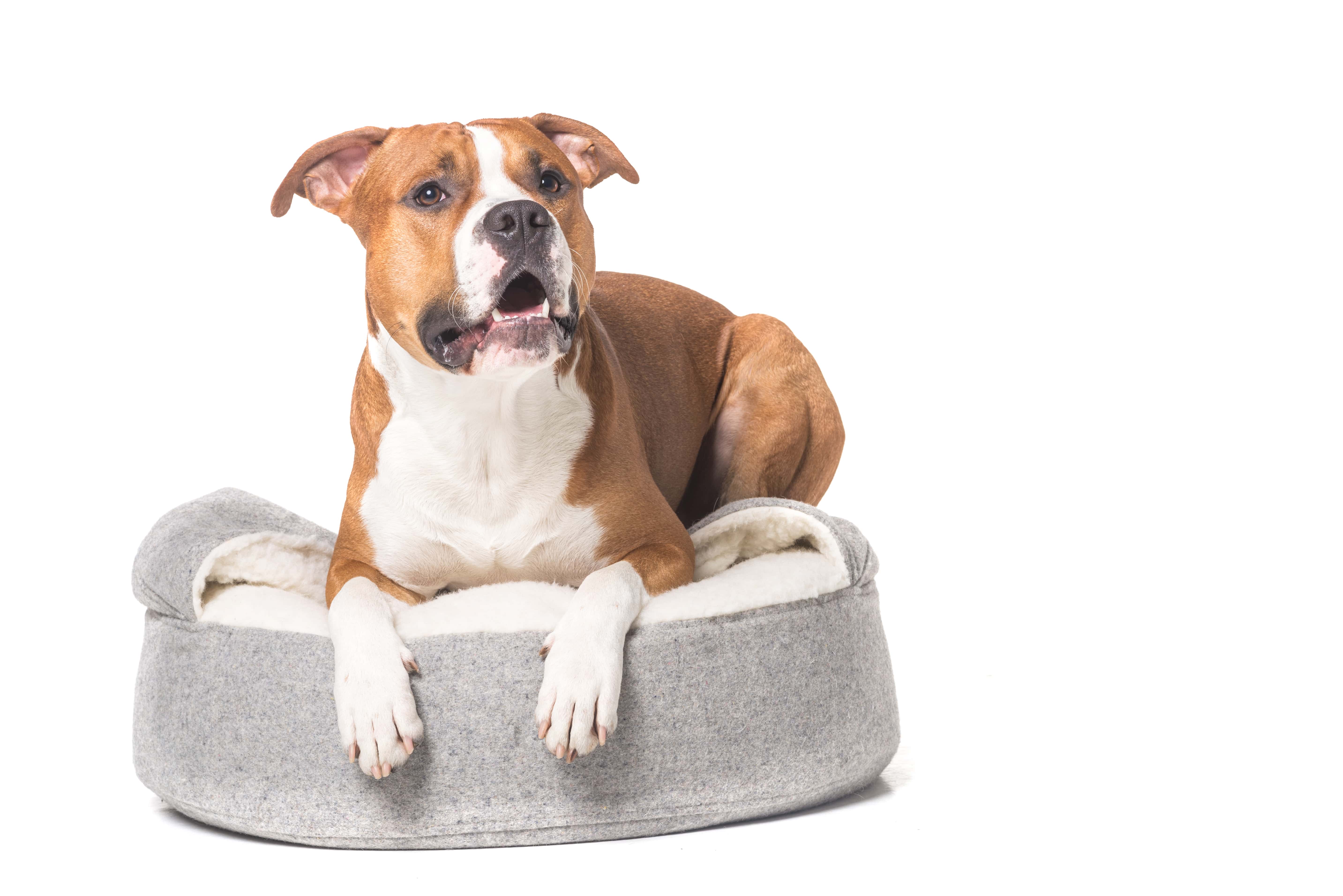 70-11-dog-min.jpg
