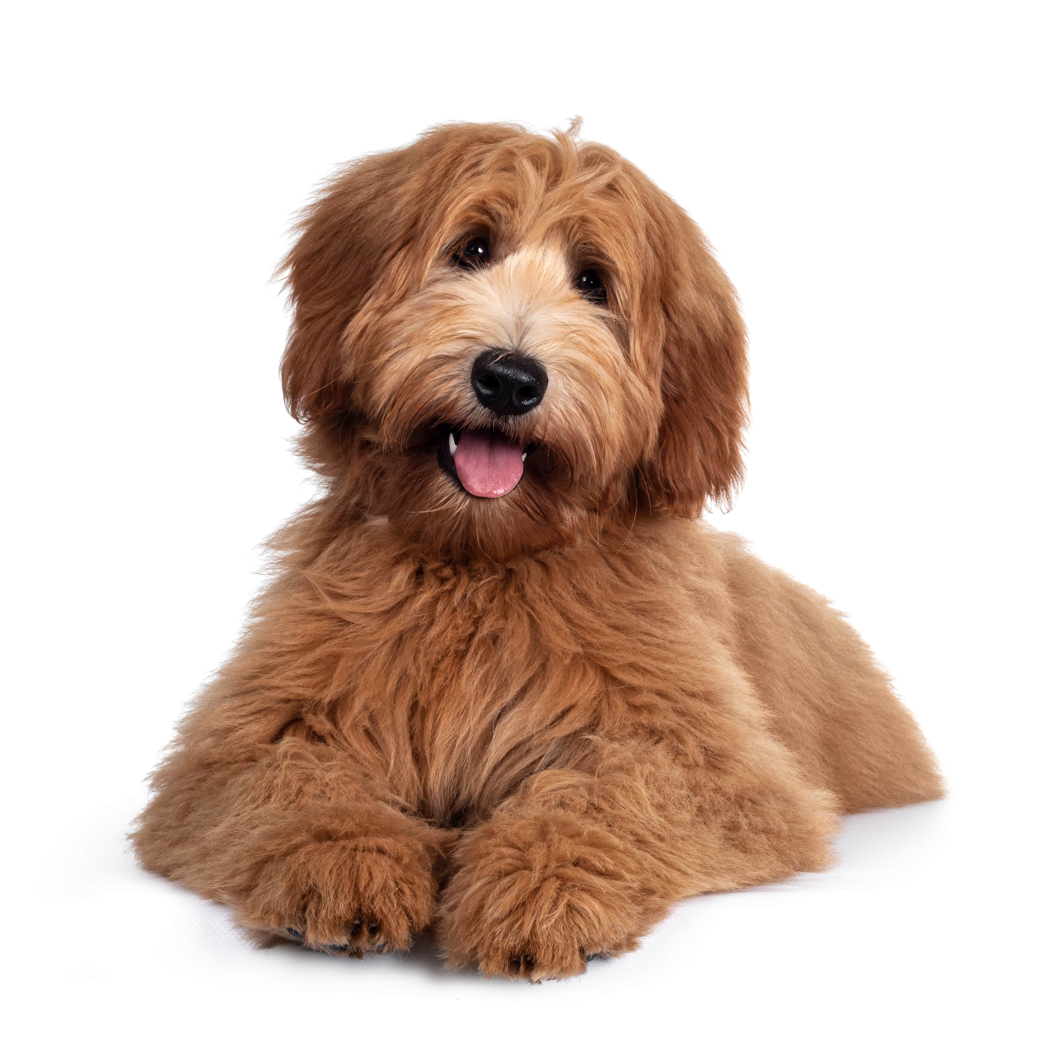 70-13-dog-min.jpg